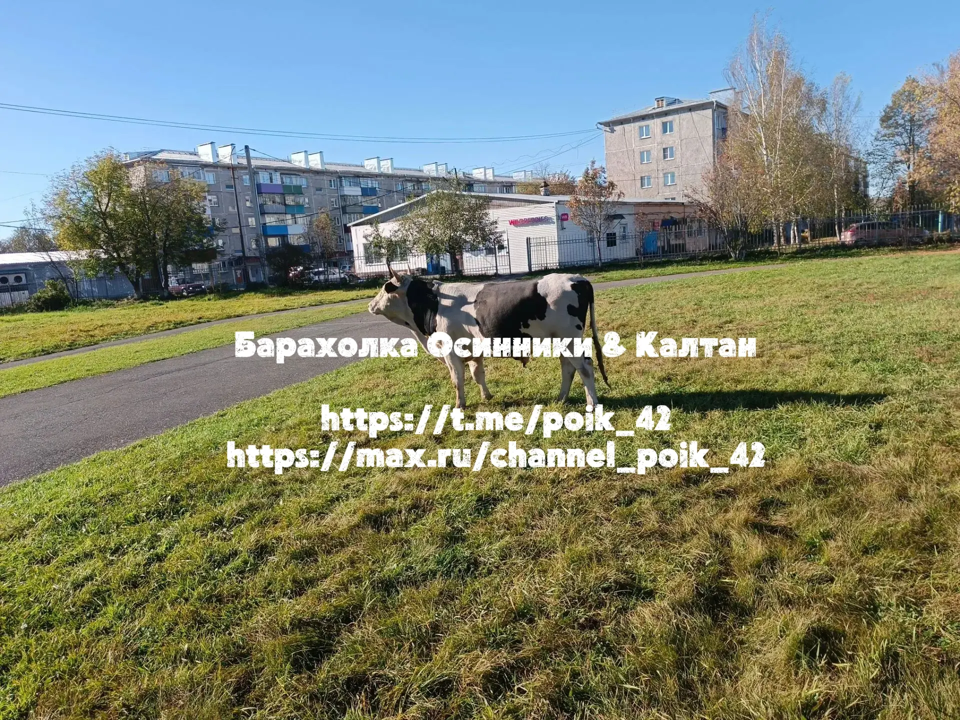 🐮 Очень надоел этот бык!
