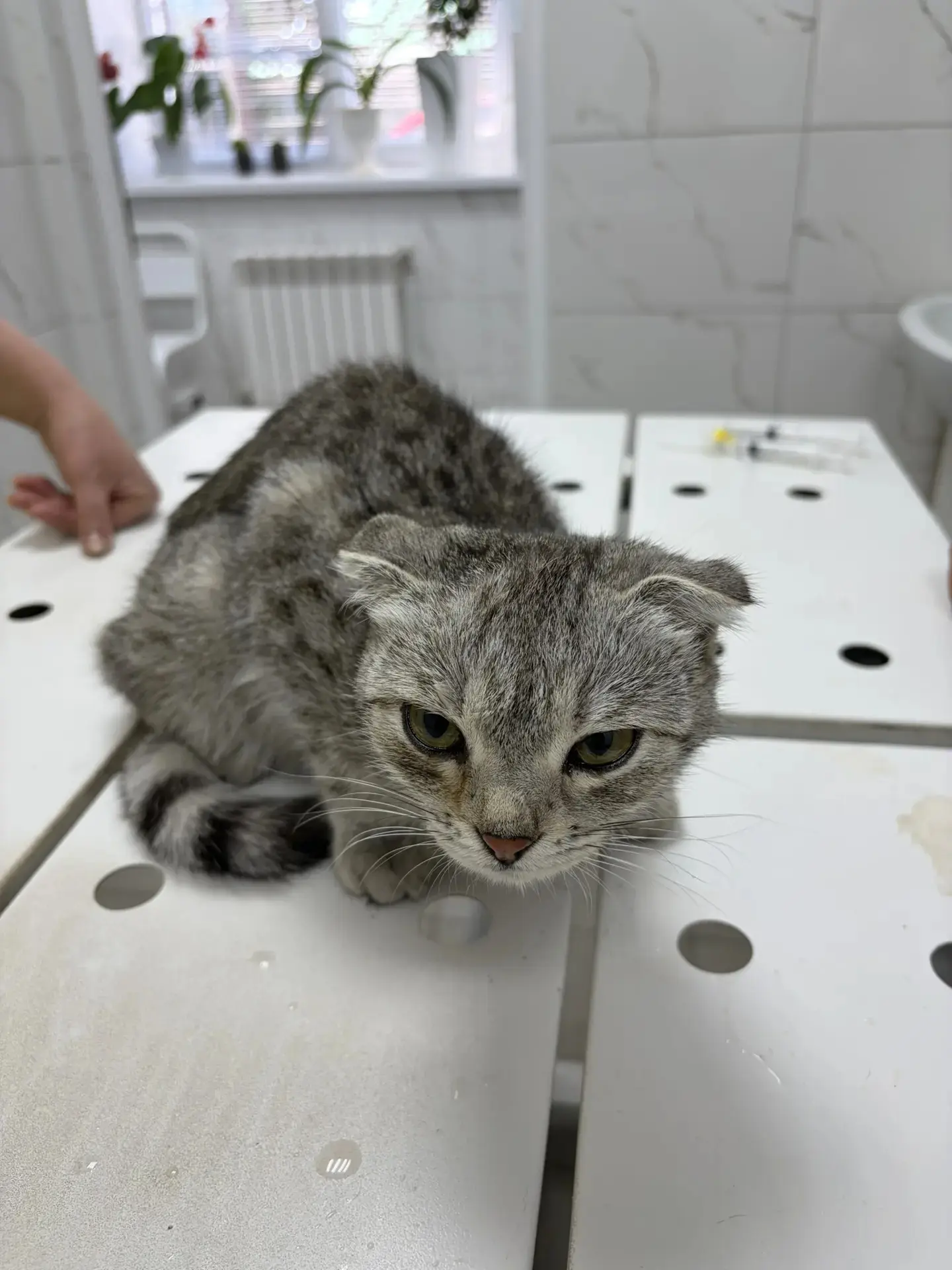 🐾 Мая и её чистое дыхание: почему важна гигиена носа у кошек? 🐾