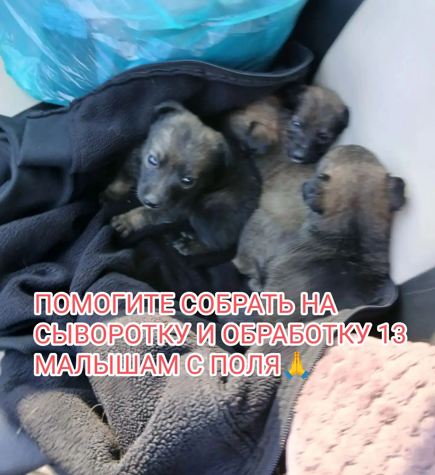 Друзья! Помогите собрать на обработку от паразитов и на сыворотку Гискан 5 для профилак...