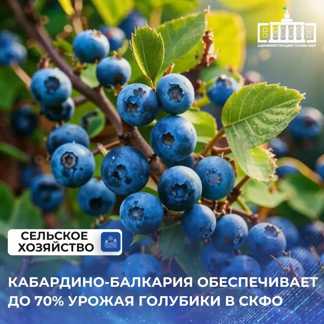 Кабардино-Балкария – лидер Северо-Кавказского федерального округа по производству голубики. Ежегодны