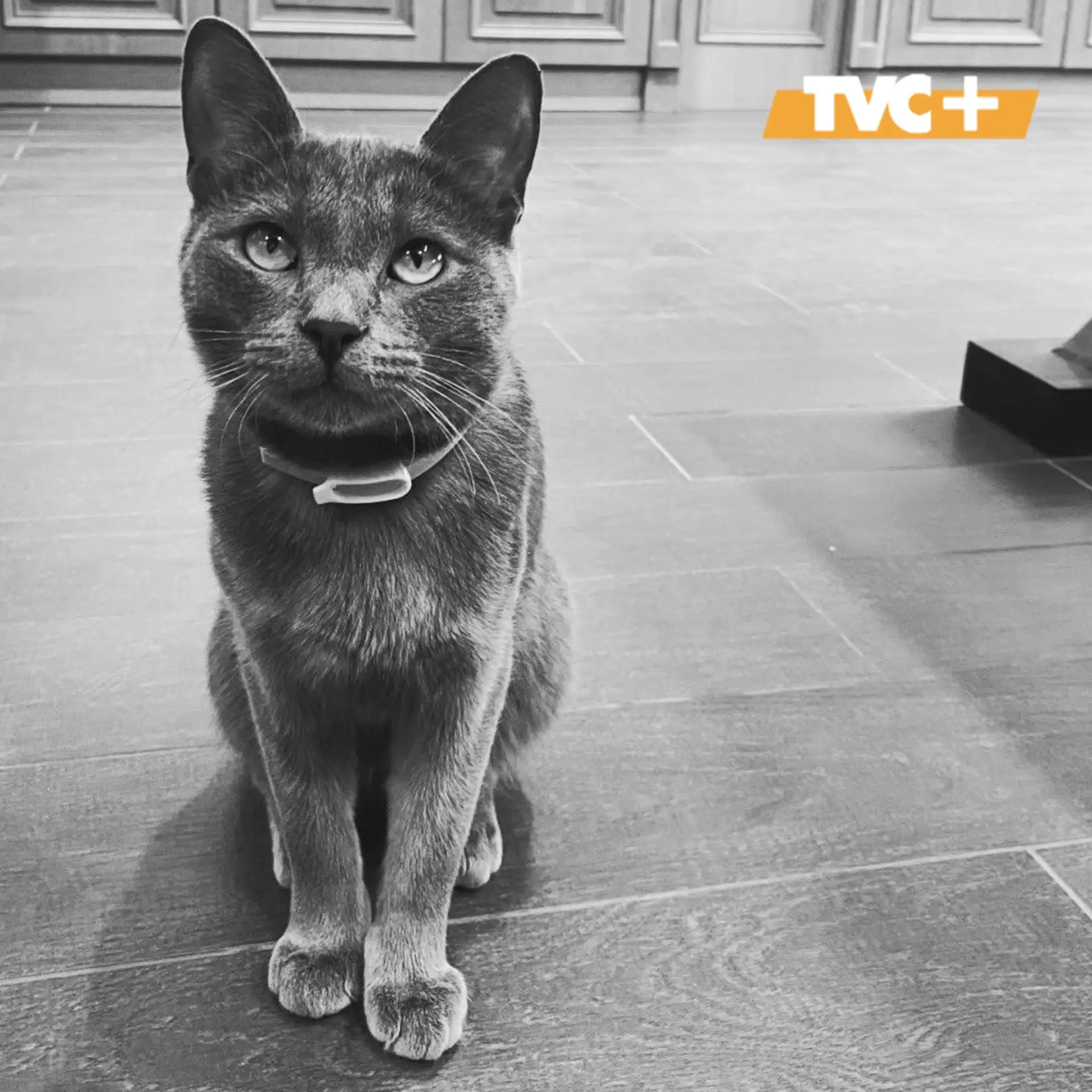 В Москве не стало кота, которого любил весь район.
