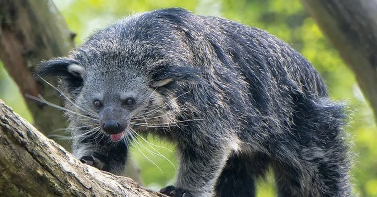🦝 Бинтуронг — сборная солянка из зоопарка, которую природа случайно облила попкорном.

Бинтуронг — 