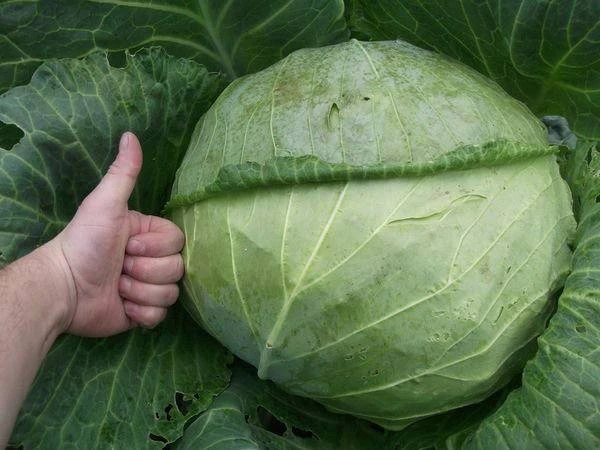 🥬 Как ухаживать за капустой в конце лета, чтобы кочаны выросли плотными?