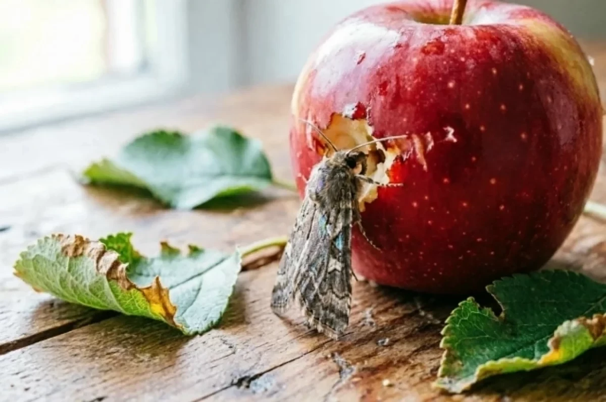 🍎 Прожорливый вредитель грозит убить урожай яблок на юге