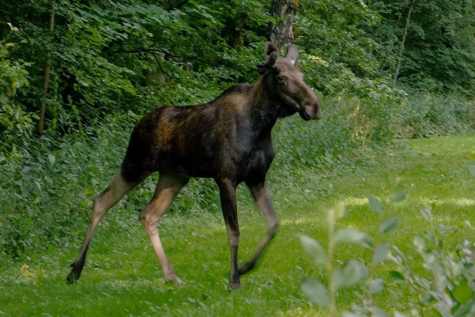 🦌 Осторожно: у лосей начался гон