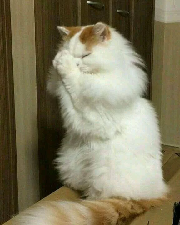 На ближайшие две недели у студентов только два состояния:

🙏 — молюсь утром перед выходом
😢 — умол