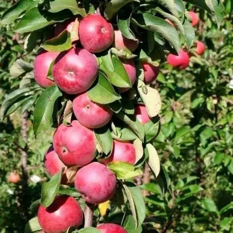 🍎 РАСПРОДАЖА! Яблоня колоновидная «Васюган» - последние саженцы по 1000 руб.! 🍎

Самоплодный, скор