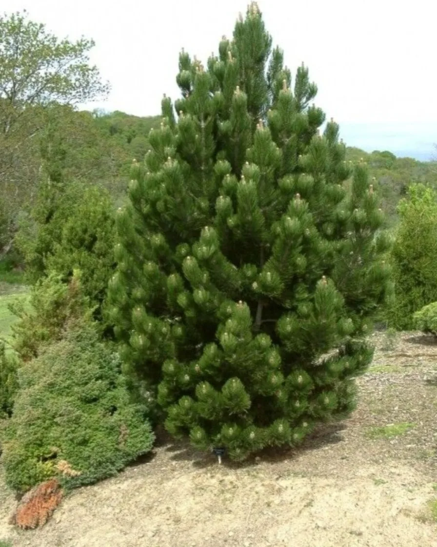 🌲Сосна белокорая Малинки🌲