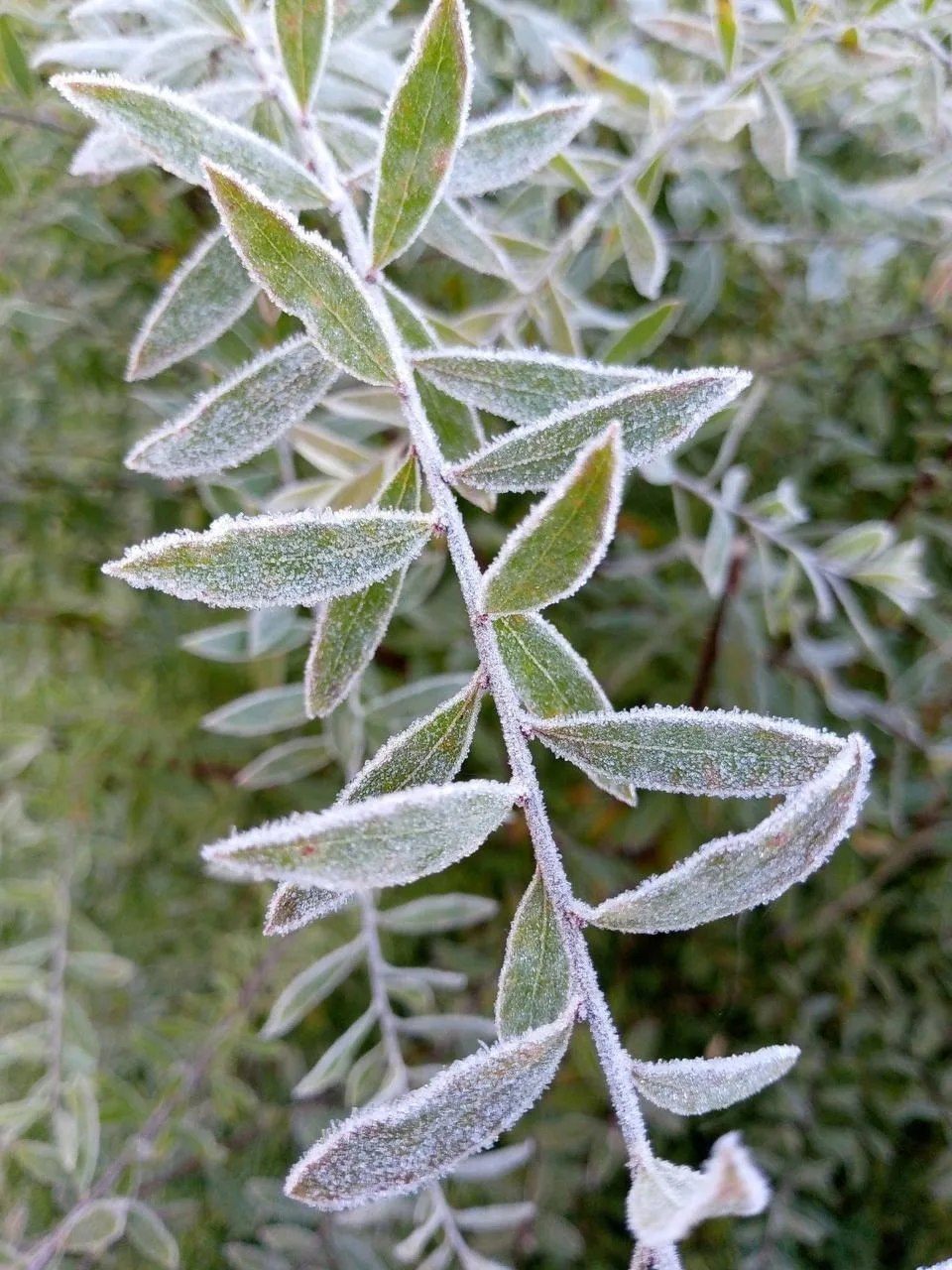 Сегодняшние заморозки ❄️