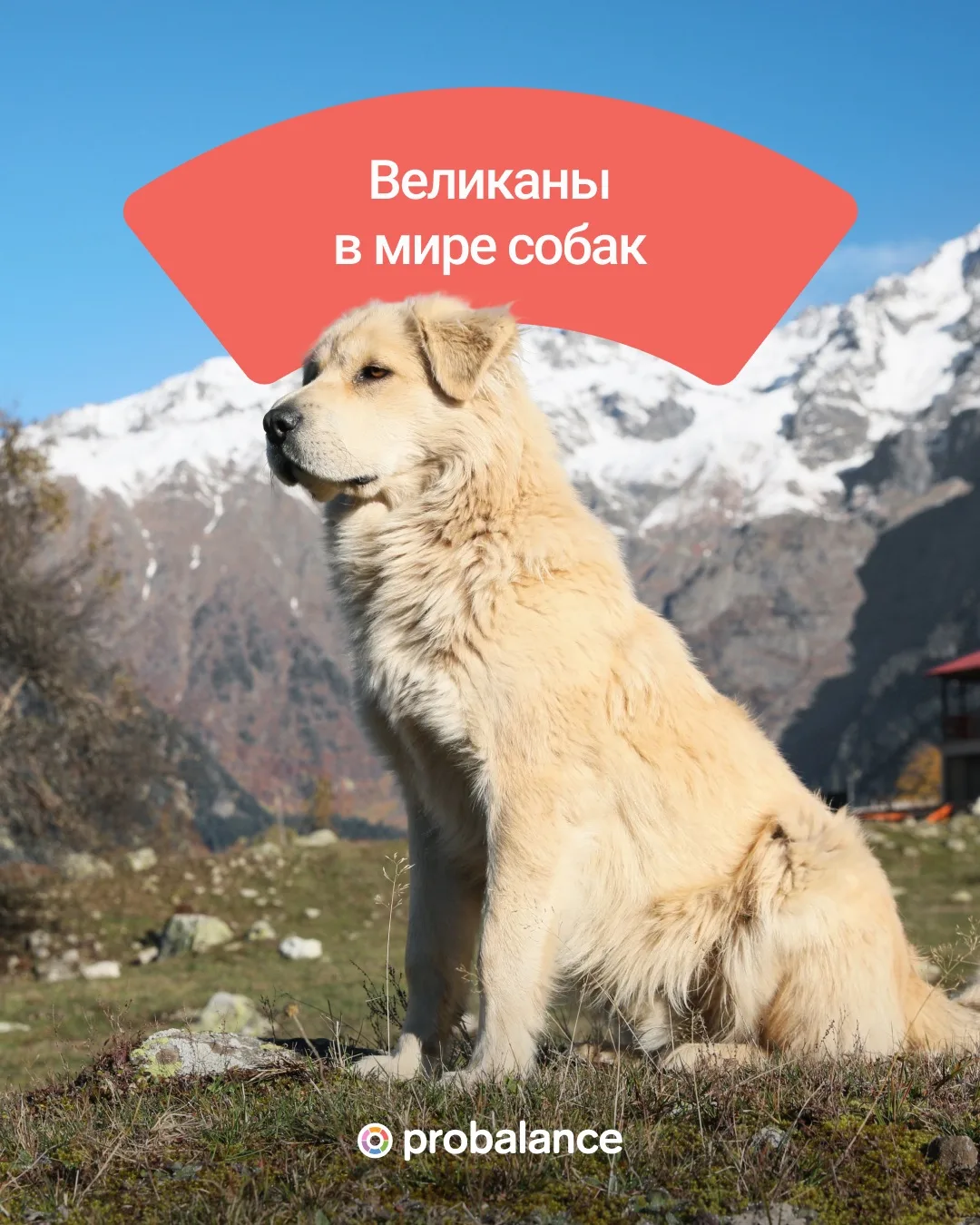 Самые-самые большие собаки 🐶