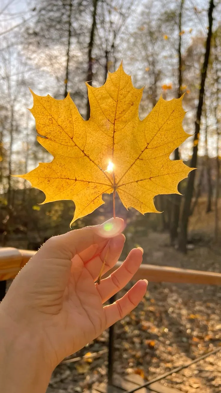 С добрым утром🍂🍁🌲