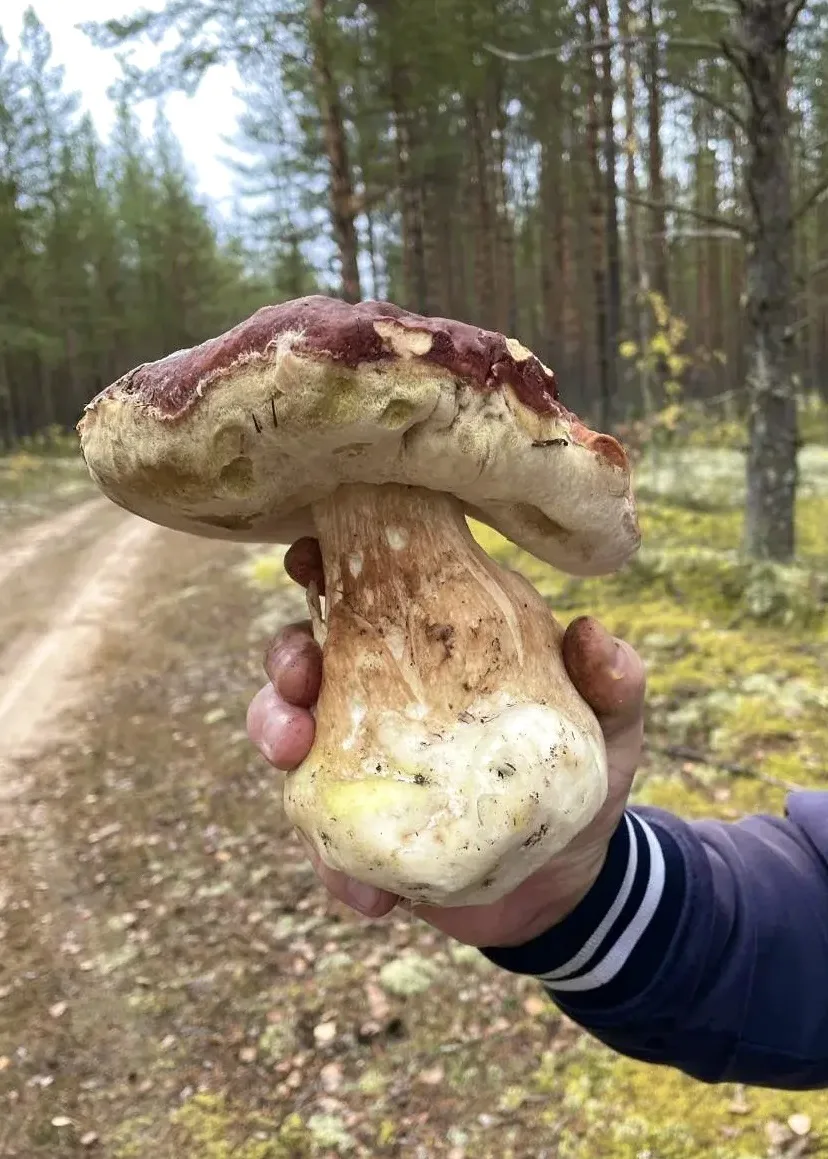 ✨🍄‍🟫 Скромный великан из Гайнского района