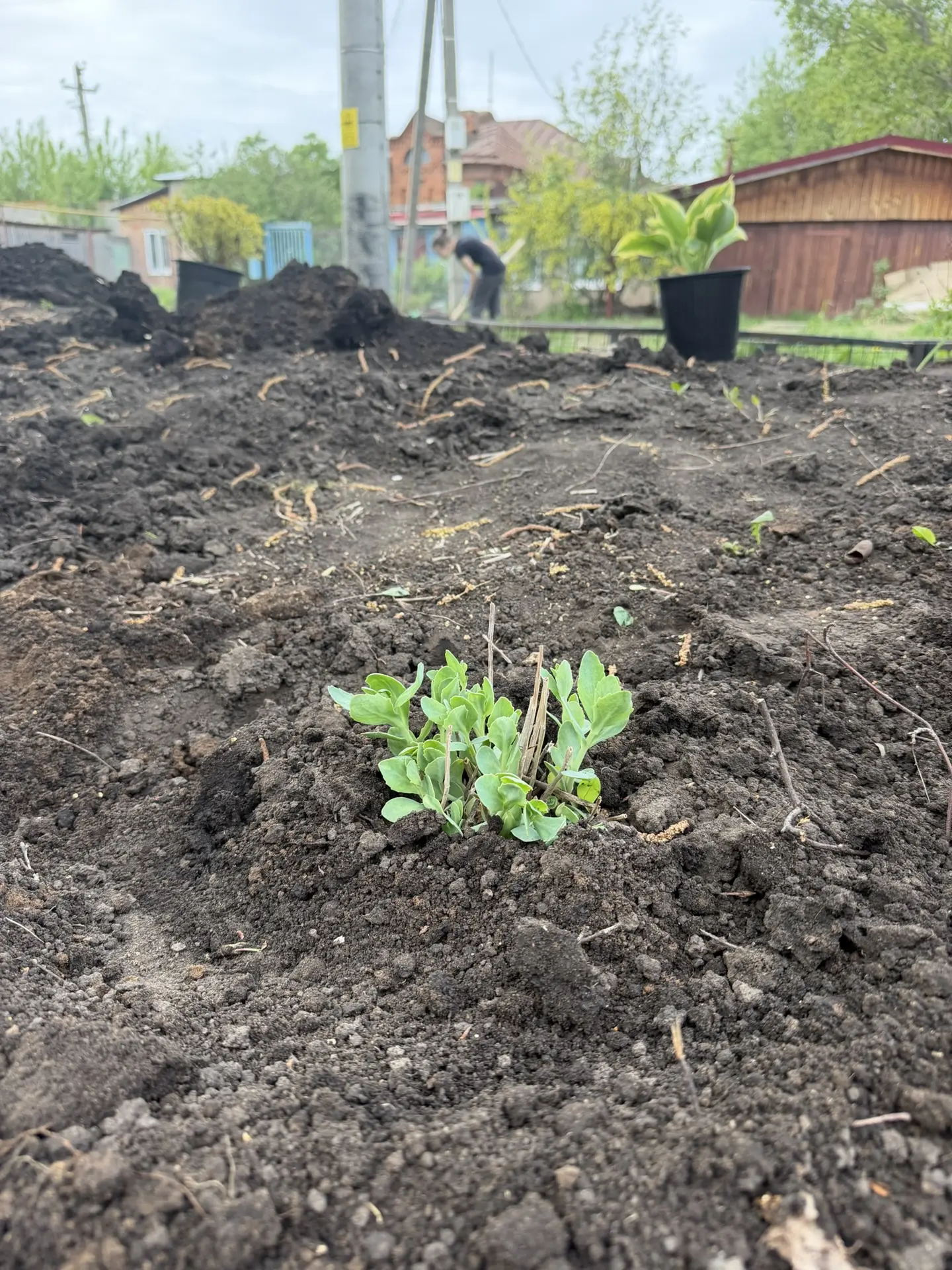 Приводим в порядок клумбу. 🌺 Высаживаем многолетние растения🌱