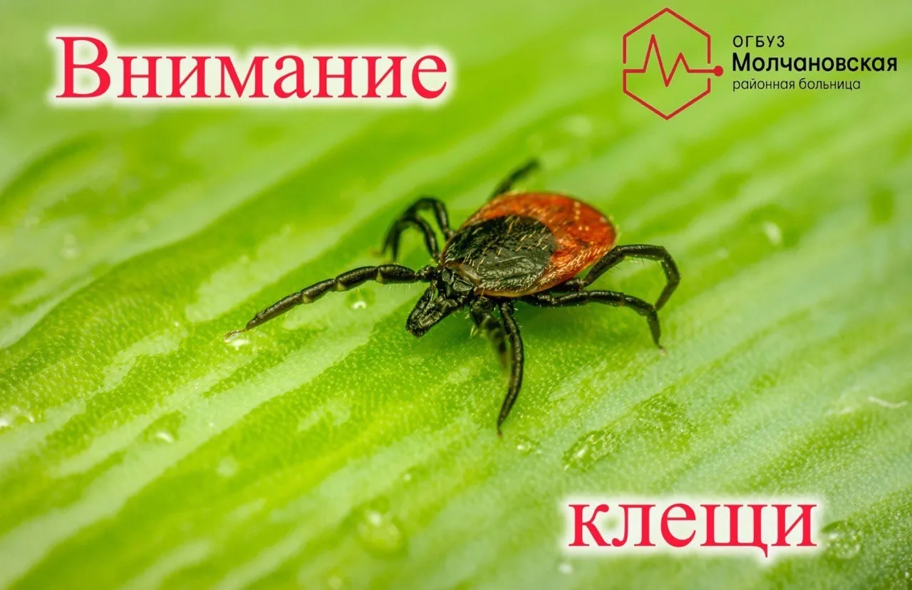 🕷️⚠️ Осторожно, клещи! Сезон активности продолжается

Всего за прошлую неделю в нашу больницу обрат