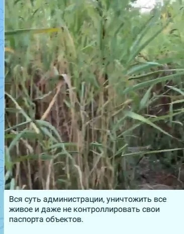 По вопросу очистки прудов парка «Южные пруды» от камыша и иловых отложений

Между МКУ «УЖКХ города» 