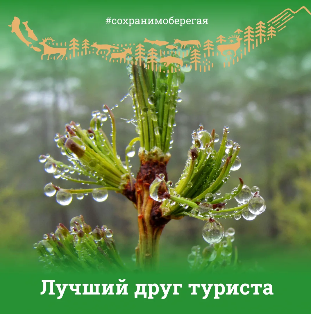 ЛУЧШИЙ ДРУГ ТУРИСТА