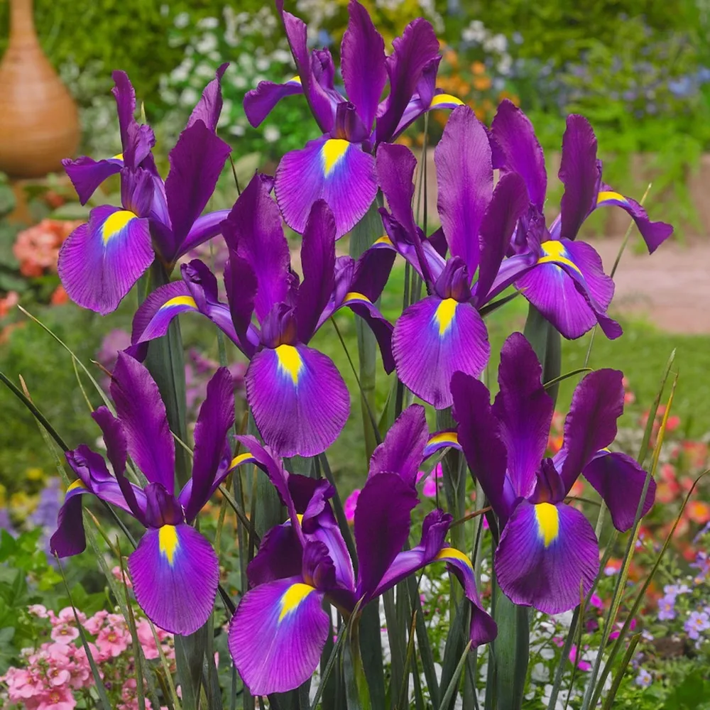 Голландские ирисы (Iris Hollandica) - добавили в каталог на осень.