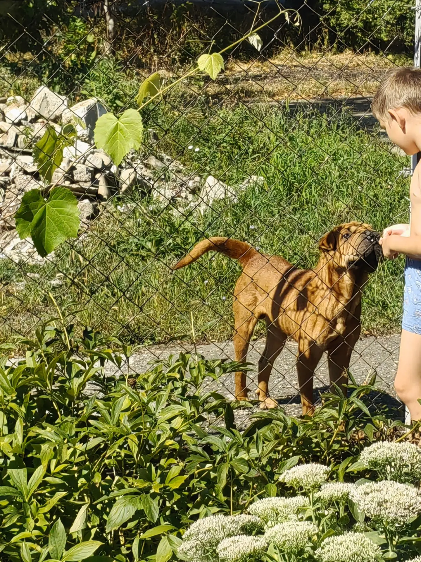 Срочный поиск хозяина!! Пес на утро лает , просится домой. Вот только его дом не здесь�...
