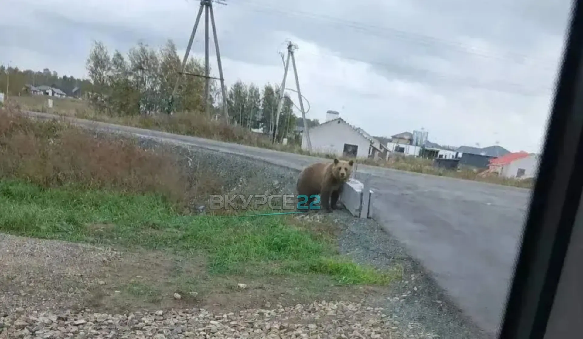 ⚠️ Под Барнаулом заметили медвежонка