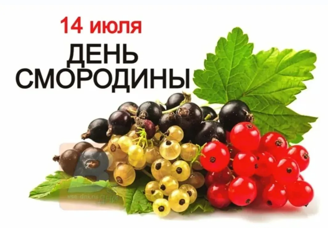 🌿 Лето со вкусом смородины: праздник  полезной ягоды! 🍇

Россия - мировой лидер по выращиванию смо