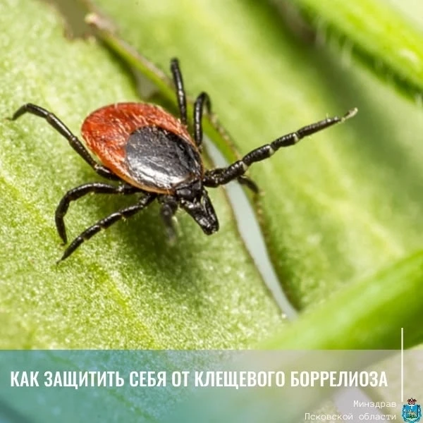 🍃 Как защитить себя от клещевого боррелиоза