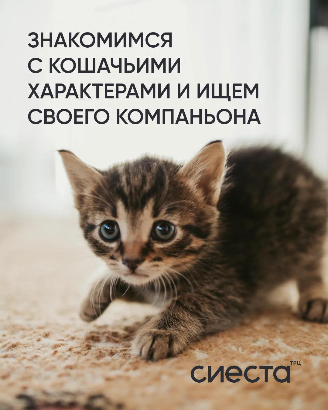 Кто вам ближе по-мяу? 🐈