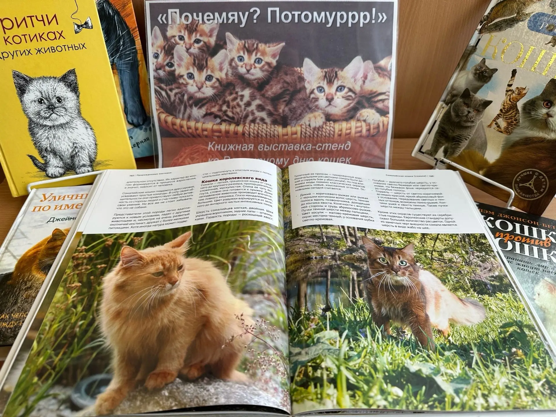 🐈 Мягкие лапки, хитрый прищур и хвост трубой — в библиотеке открылась самая пушистая в...