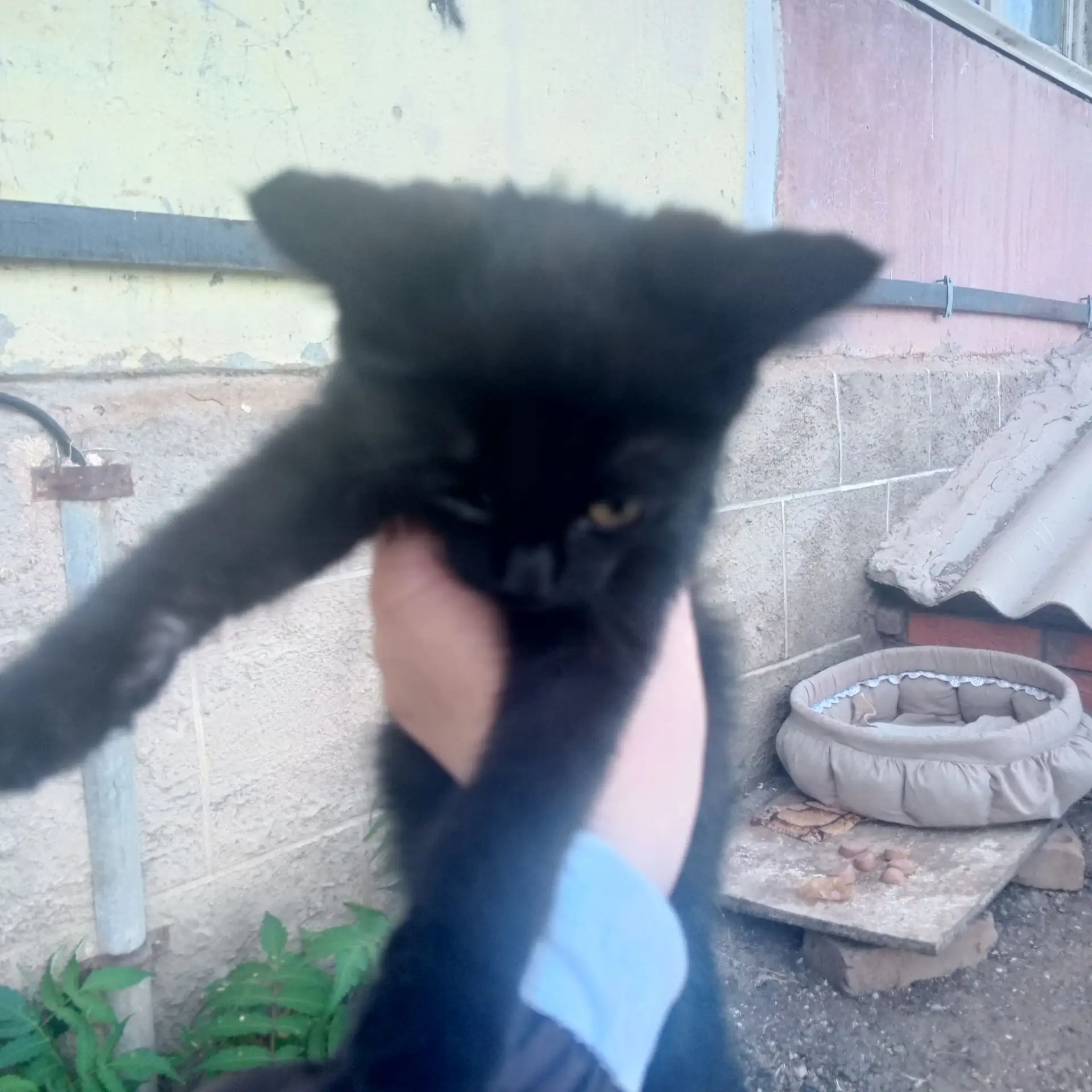 Отдам в добрые руки! Комы отслеживаю, черный мальчик, белая девочка
