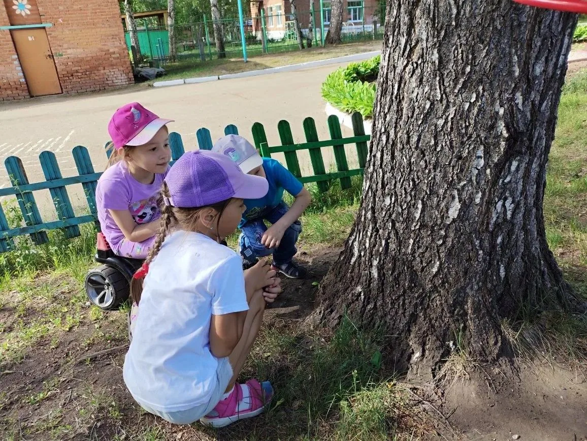 ☀️ Наблюдение на прогулке: сравниваем берёзу и ель! 🌲Сегодня мы отправились на прогулк...