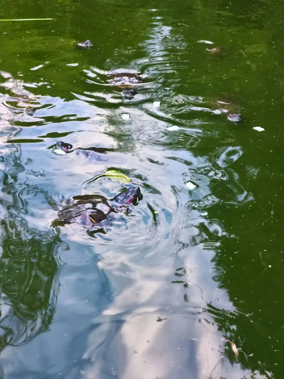 🐢 Пруд с черепахами у Зимнего театра просят привести в порядок.