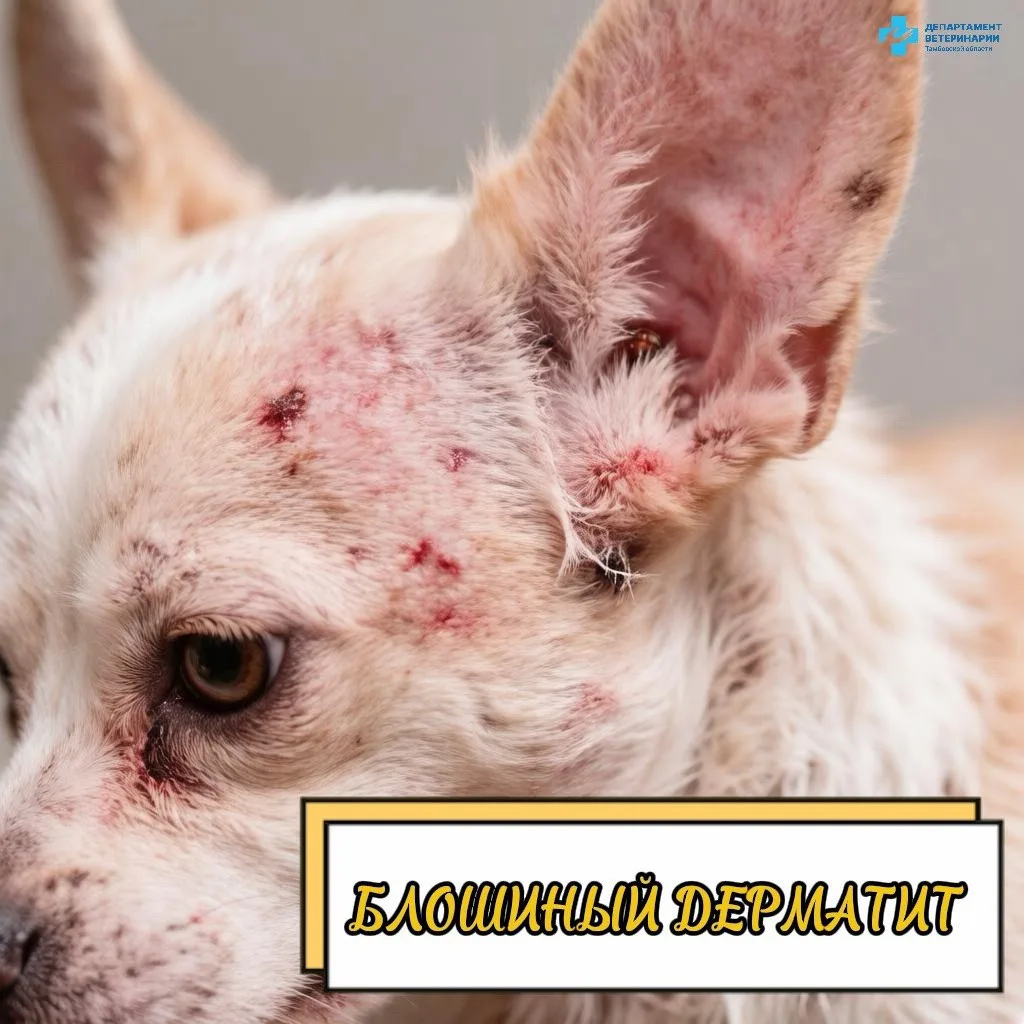 ❗️Блошиный дерматит: когда один укус вызывает большие проблемы