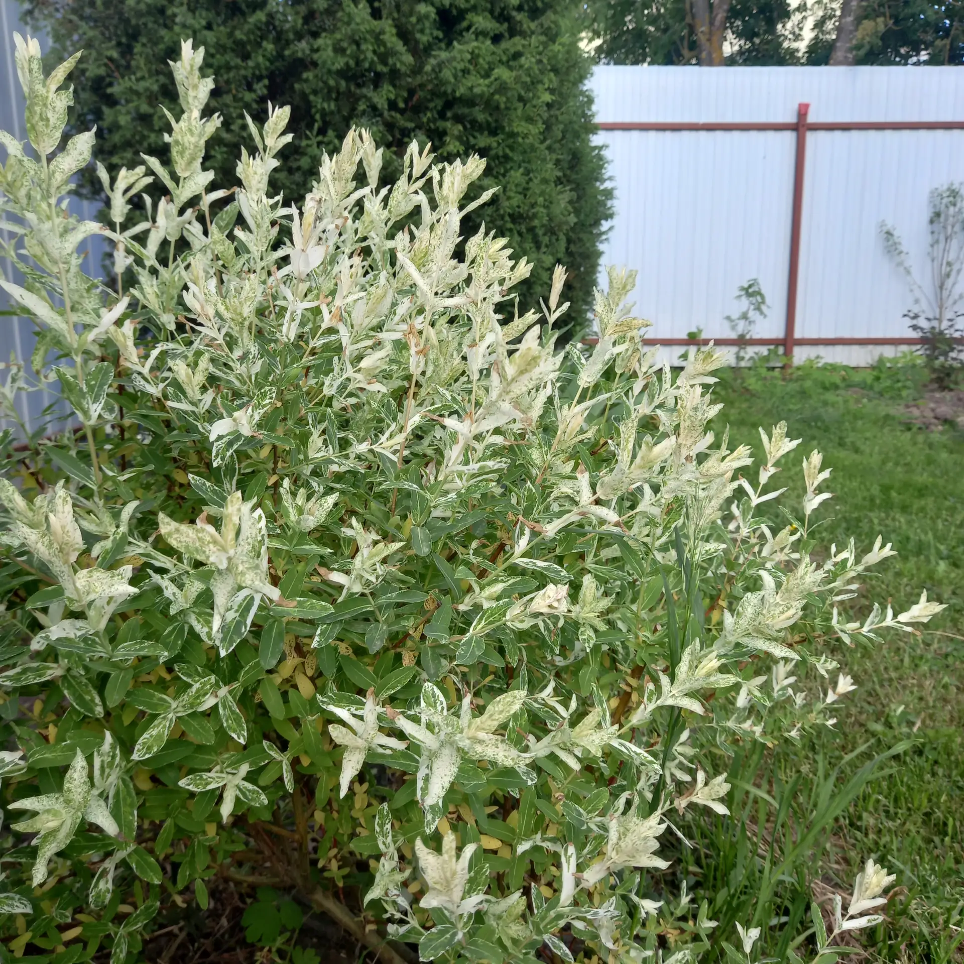 Ива цельнолистная Хакуро-Нишики (Salix integra «Hakuro-Nishiki») — декоративно-лиственн...