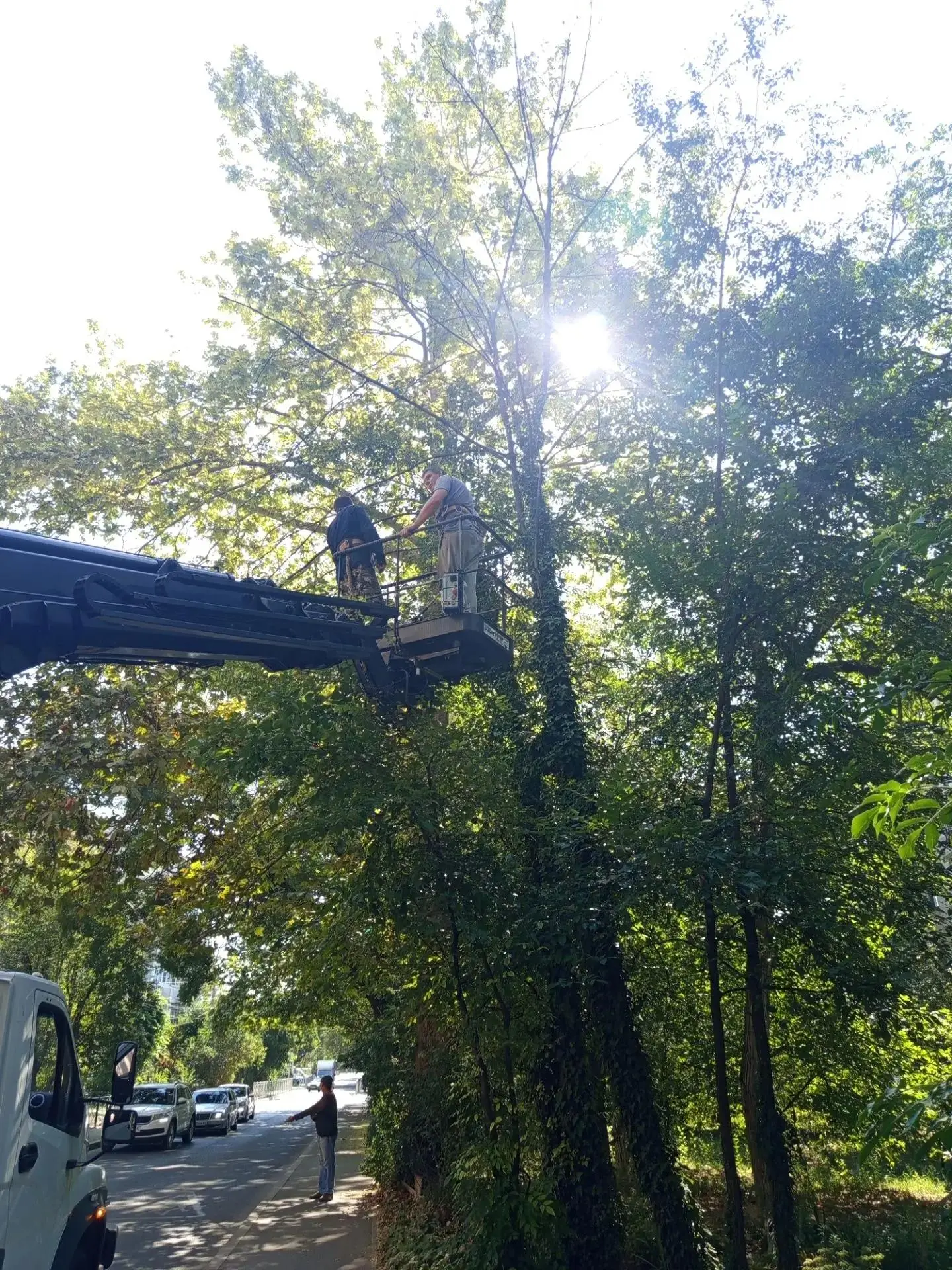 Снос 3х деревьев, 🌳 обрезка 2х деревьев по адресу: ул. Крымских Партизан, 3