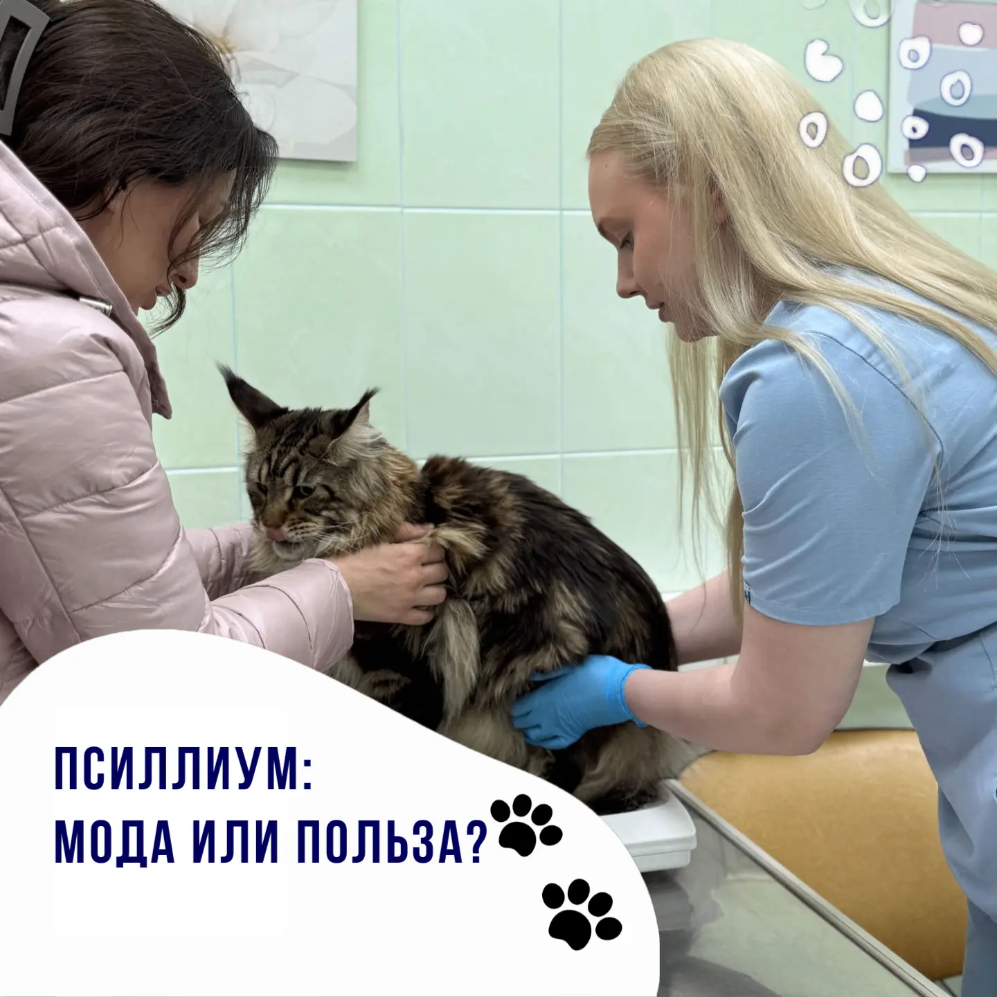 Псиллиум – модное слово из интернета или действительно полезная вещь для питомцев? 🐾На самом деле п