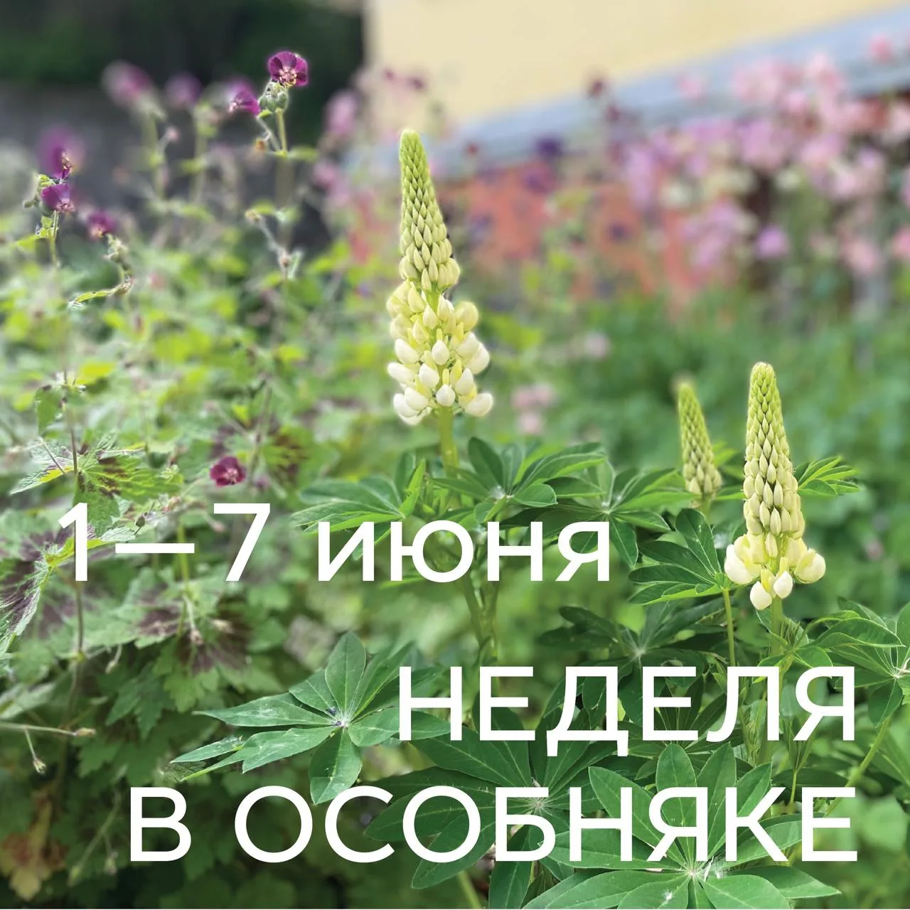 🌳 События первой летней недели в Особняке Носова