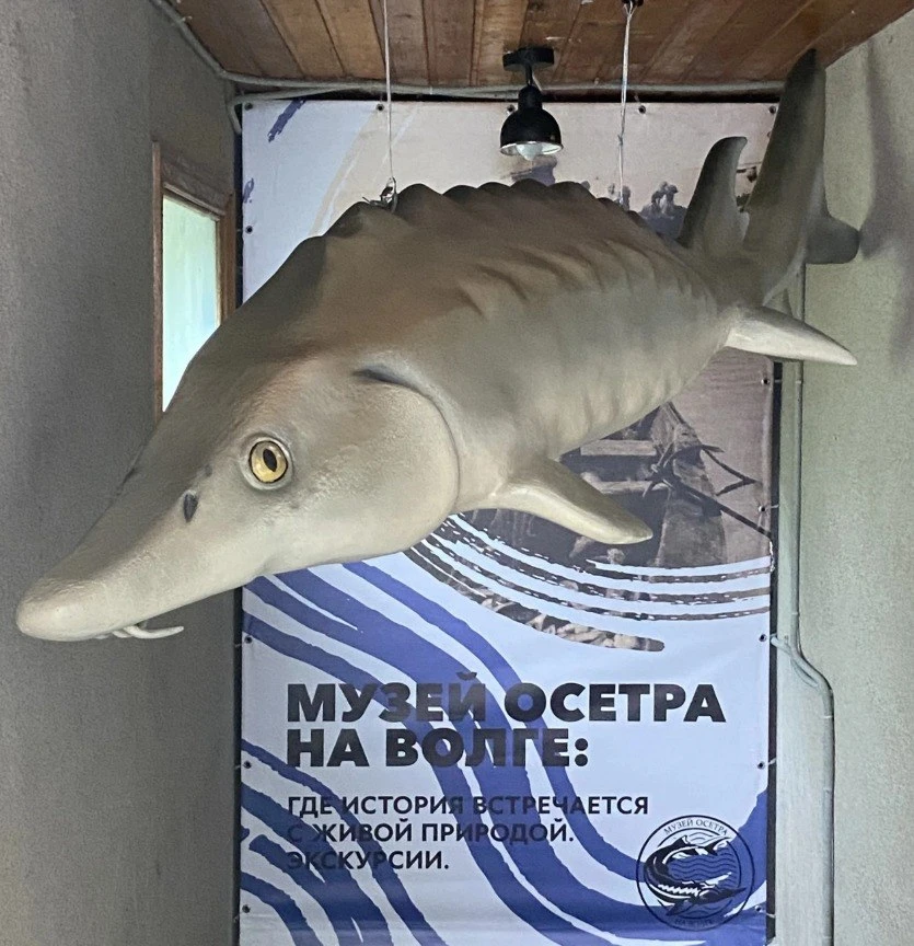 В Волгограде открывается музей осетра на Волге!📌