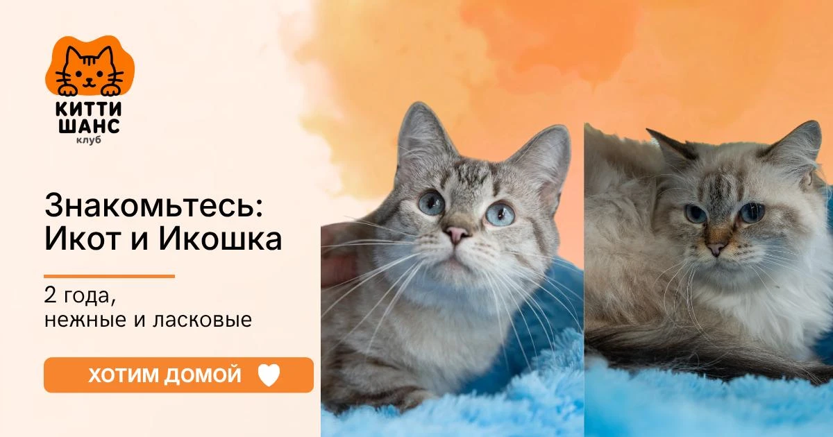 Китти-гости №7 и №8