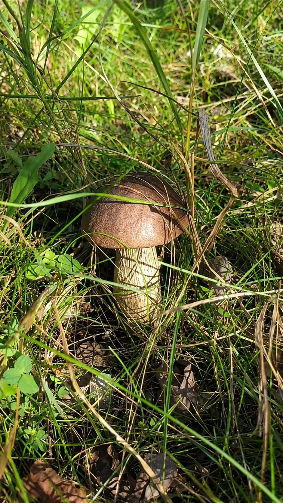 🌳🍄 Сегодня, 3 июля, лес подарил первую грибную радость!