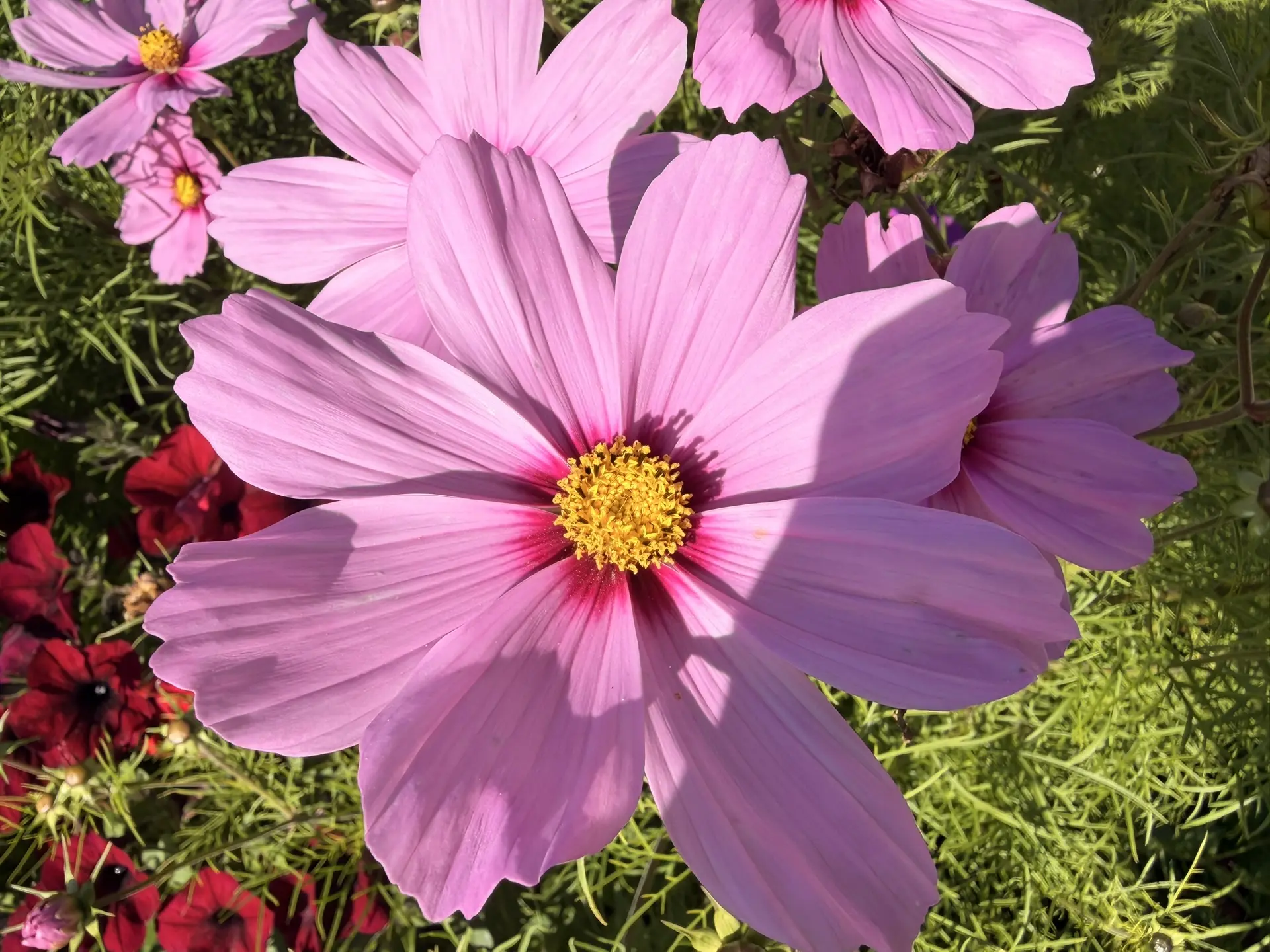Последнее воскресенье этого лета 🌸