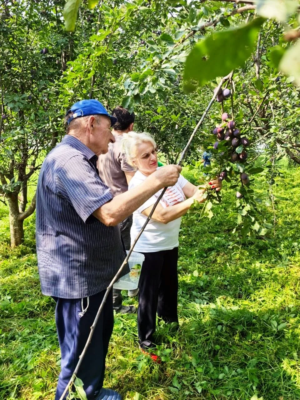 ✅Когда лето дарит свои плоды, радость хочется делить с близкими!🌳☀️