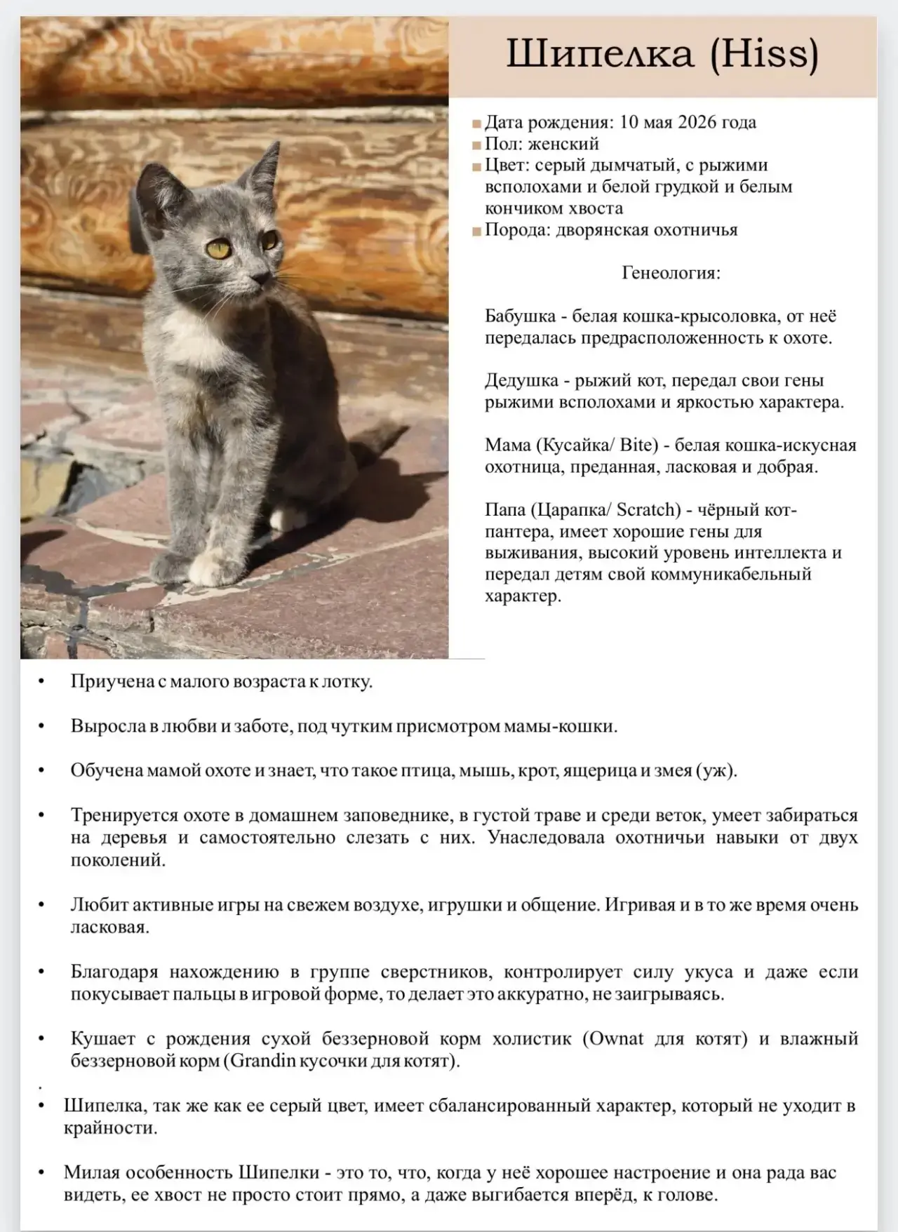 Здравствуйте! Отдалим котят в хорошие руки .