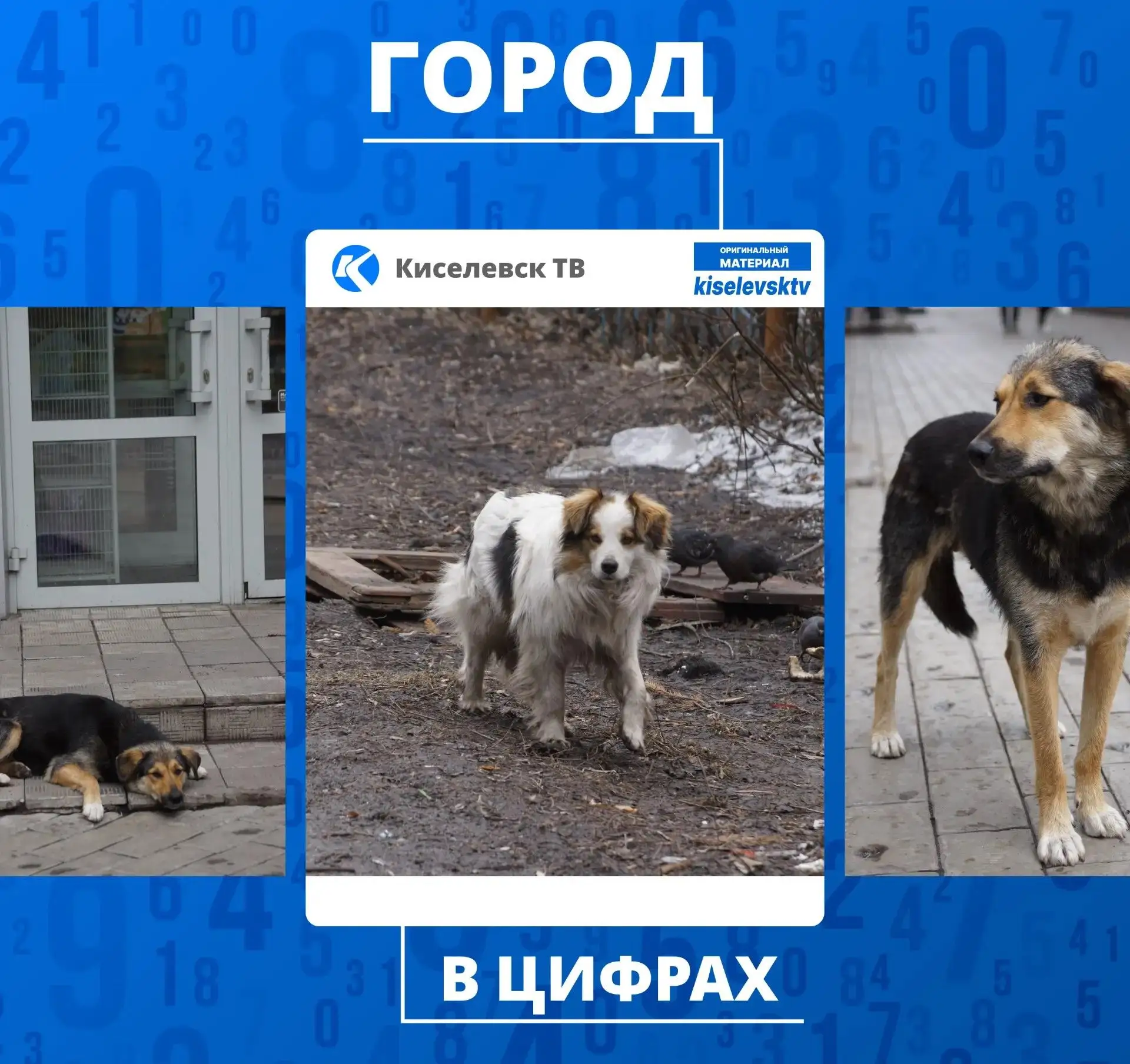 В 2026 году Киселевскому городскому округу на отлов 255 бродячих животных выделено субвенции в разме