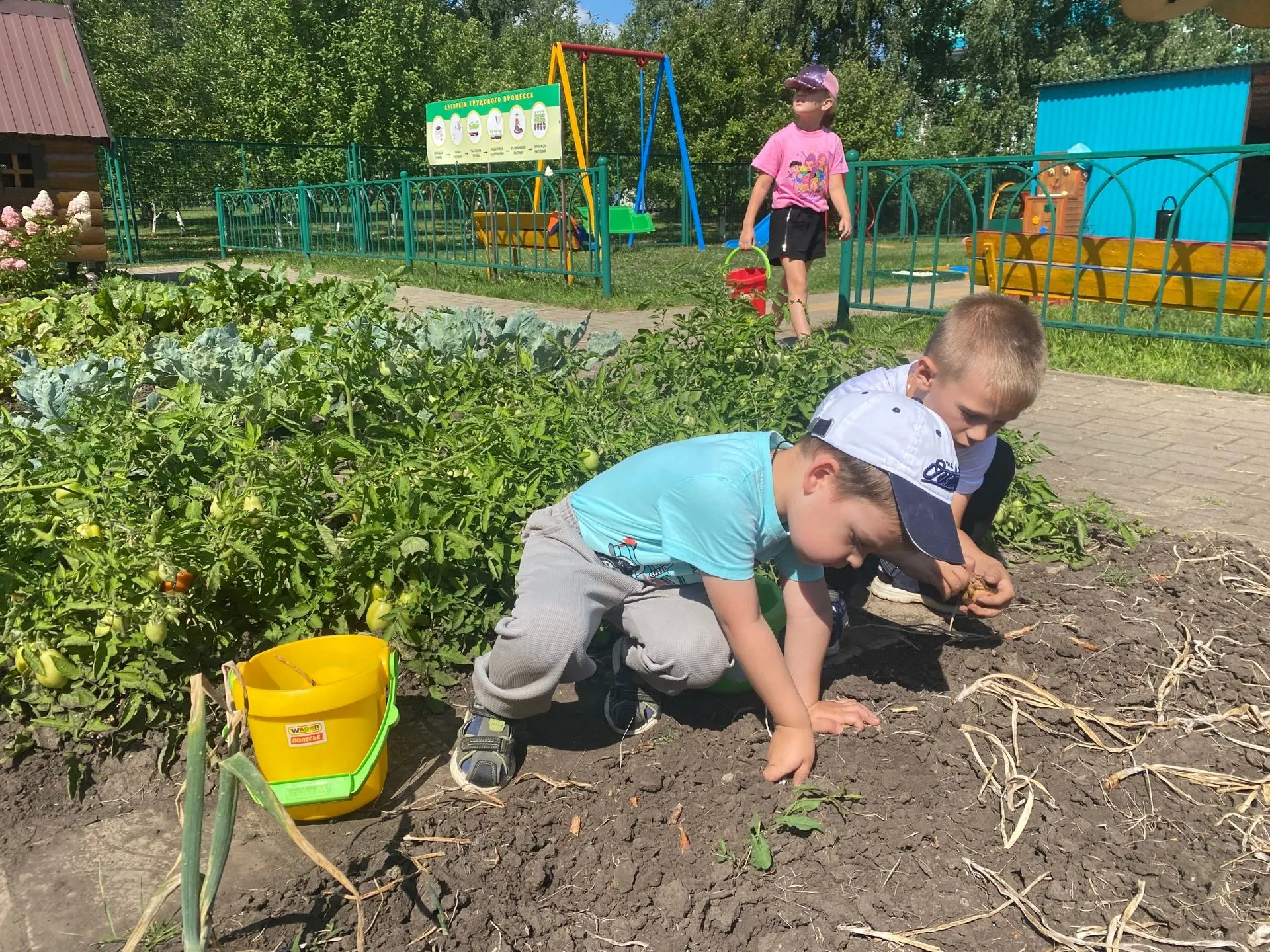 Луковые заботы: наш урожай просится на стол! 🧅