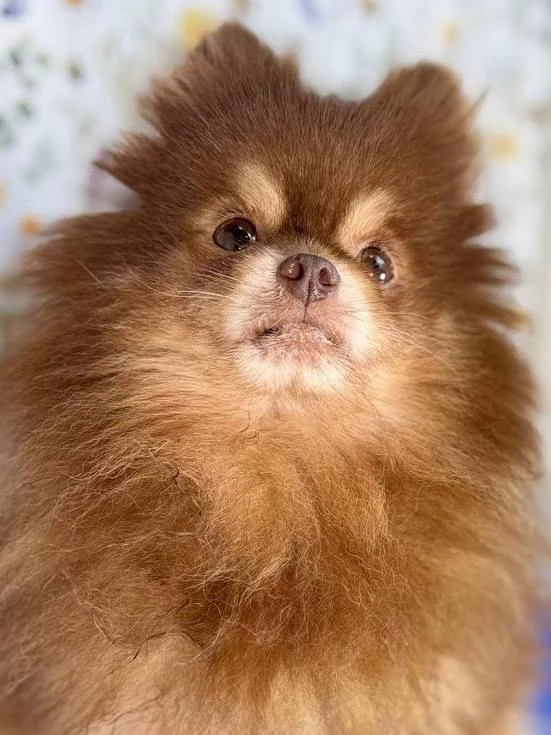 Ищет дом спокойный и мудрый Кулик, приезжайте в Домик Мелкашей! 🐶✨  Москва и МО  Меня зовут Кулик 🐾,