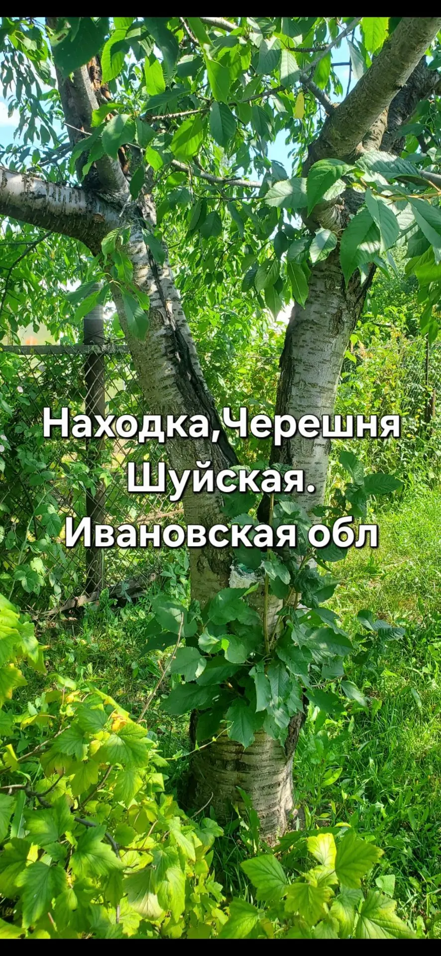Черешня культура южная ,теплолюбивая.Не будут расти южные сорта Черноземья и юга в моих...