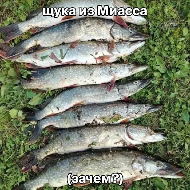 🎣 Челябинец поймал восемь щук в Миассе