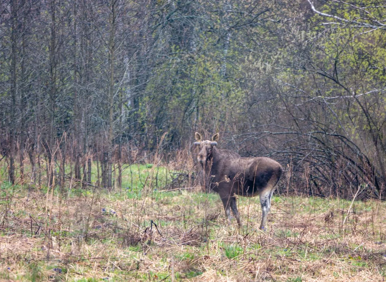 Граница весны и лета – время зарождения новой жизни в дикой природе 🐗🦌🐺