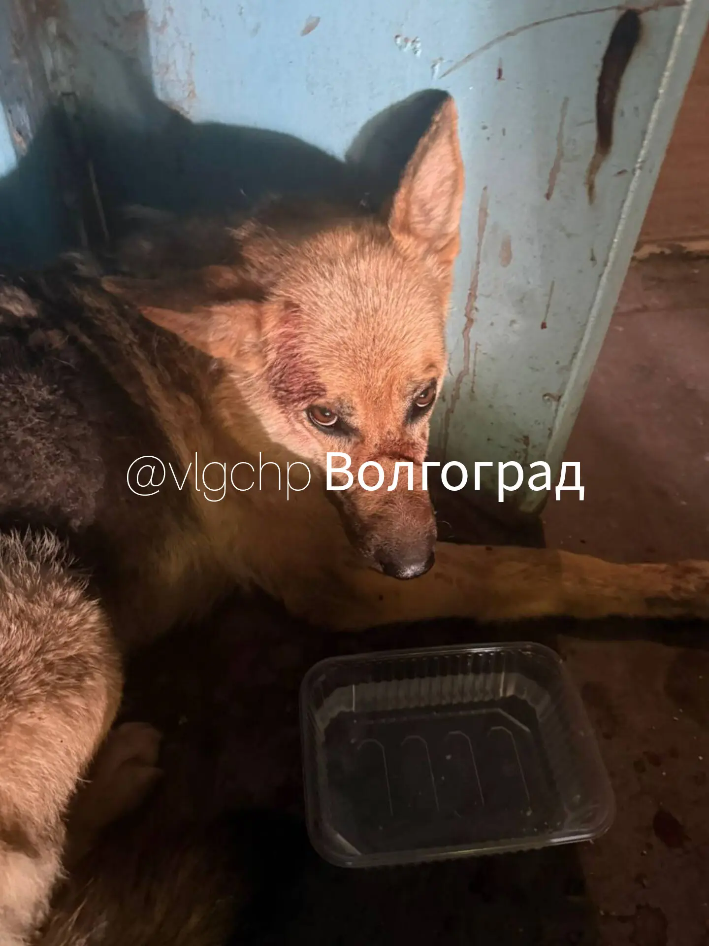 Изображение 1 к публикации «Волгоград»