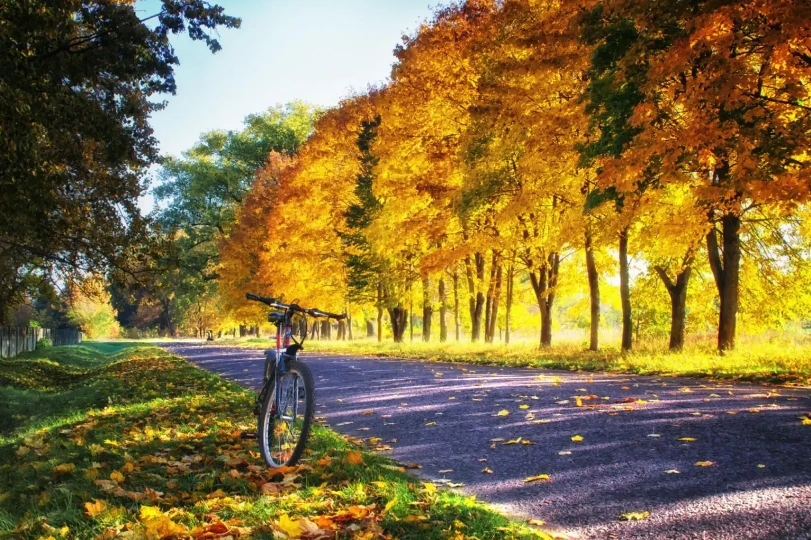 🚴Одно из осенних спортивных занятий - велоспорт. Вот какие направления есть: