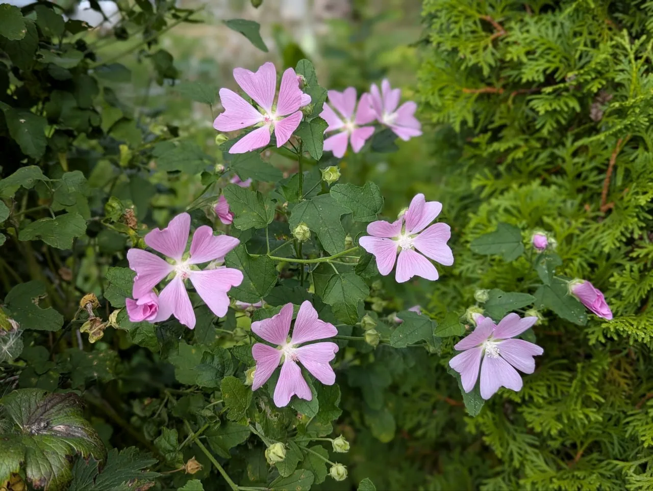 7 рецептов с Хатьмой - бронхит, горло, воспаления ЖКТ, гнойники  🌸 Хатьма тюрингенская при должном у